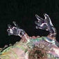 "Crazy Crocodile" Glass Pipes Cool Glass Smoking Pipe Pipes Smoking Pipes Hand Pipe for Smoking Tobacco Pipe 6.2'' inches Portable Pipes